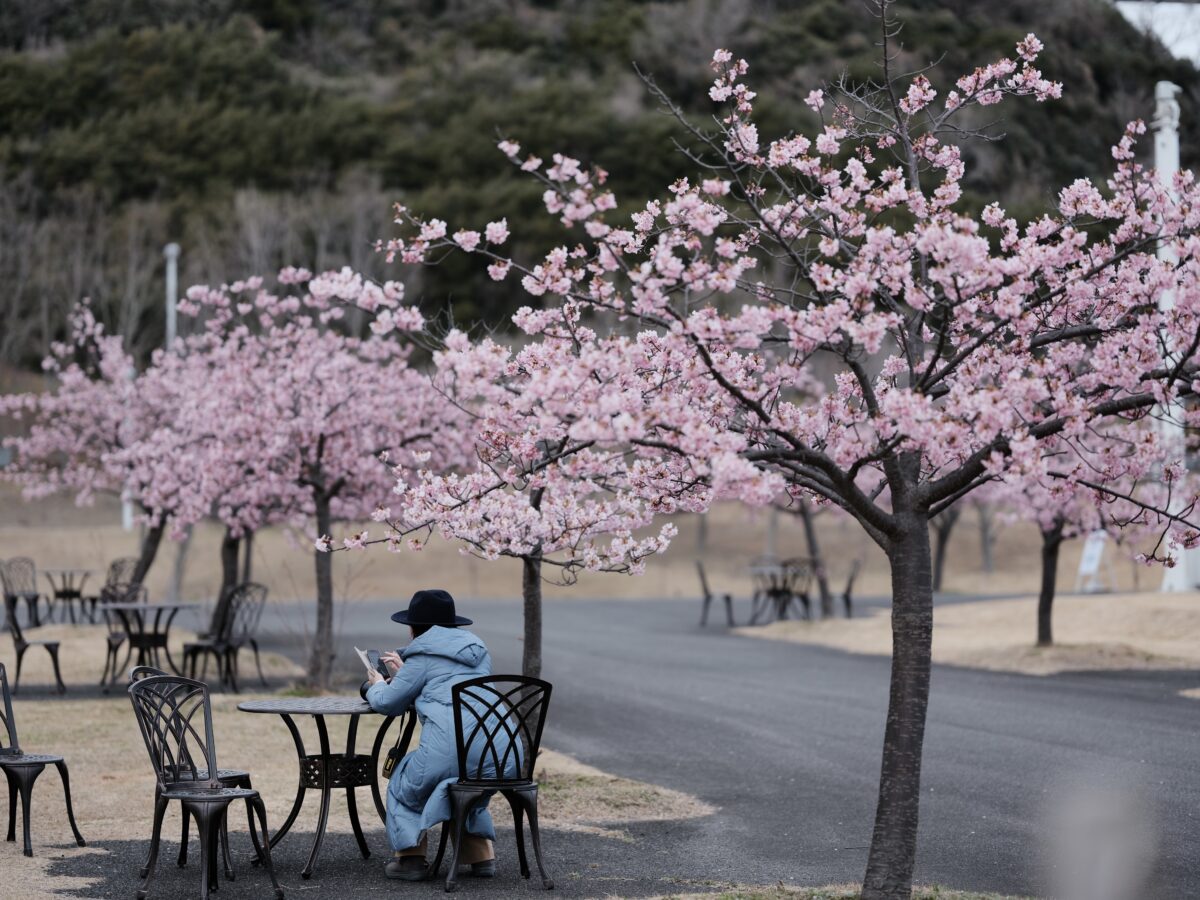 桜の下で休む人
