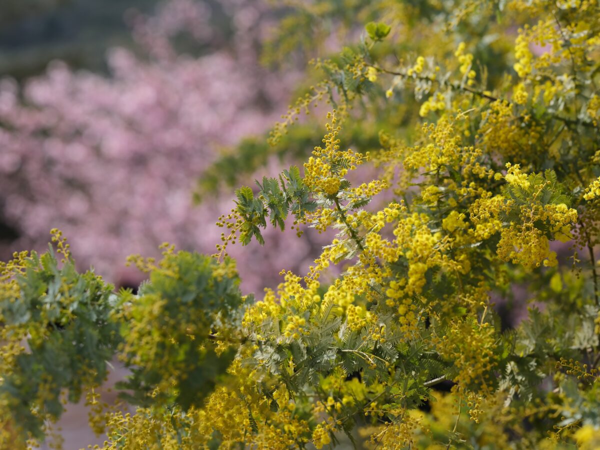 作例 桜をバックに咲くミモザ
