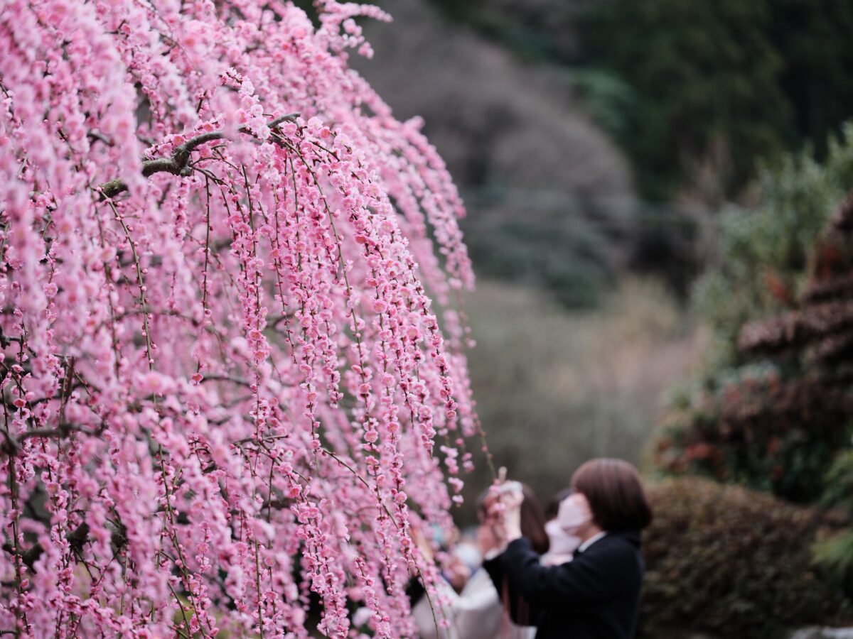 枝垂れ梅を撮る女性