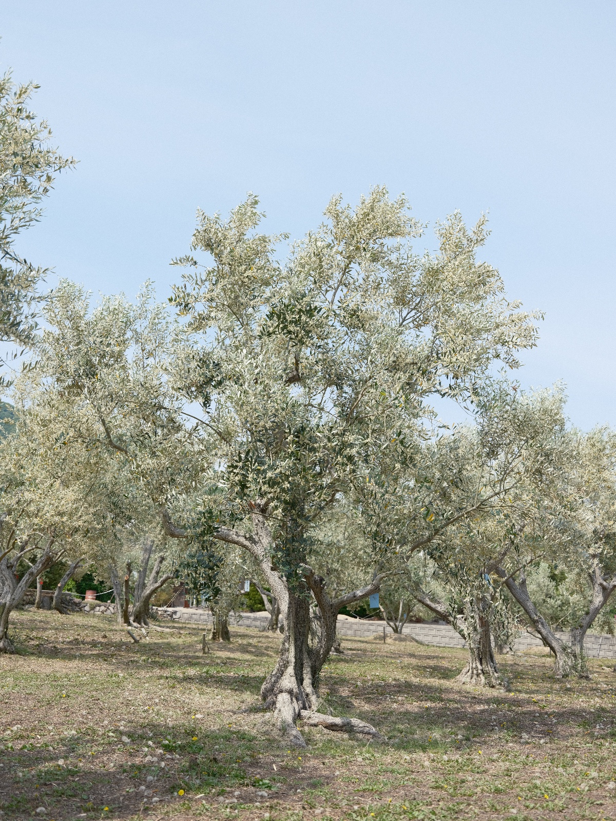 作例 オリーブの樹