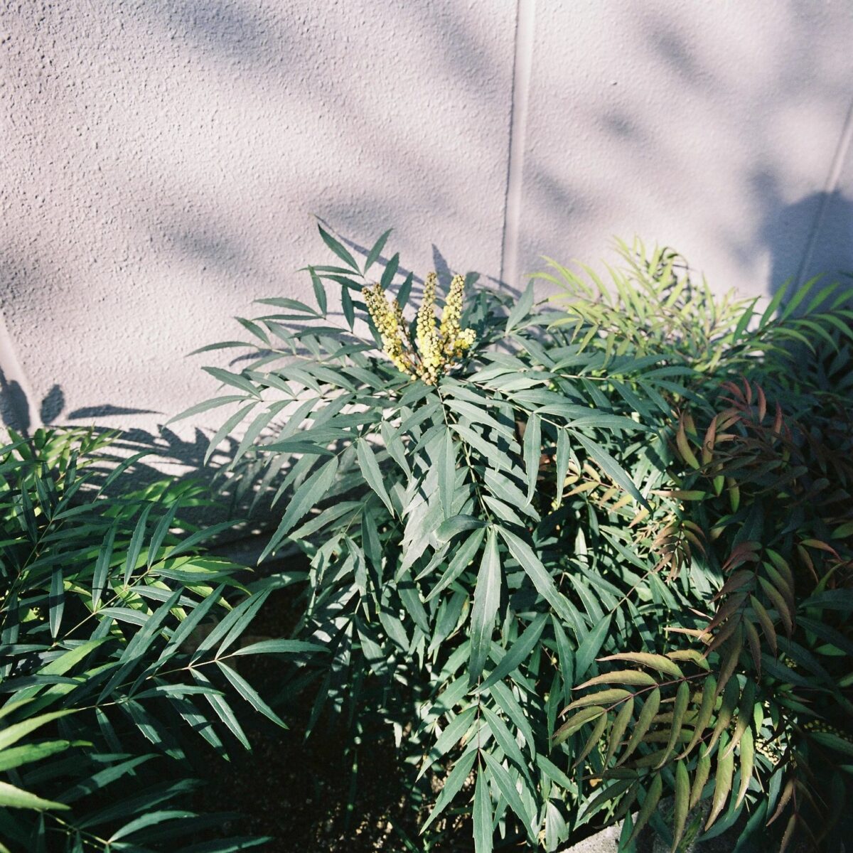 SWC/M × フィルム 作例