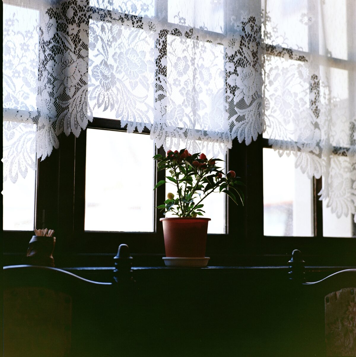 HASSELBLAD 503CXi × Lomography Color Negative 100