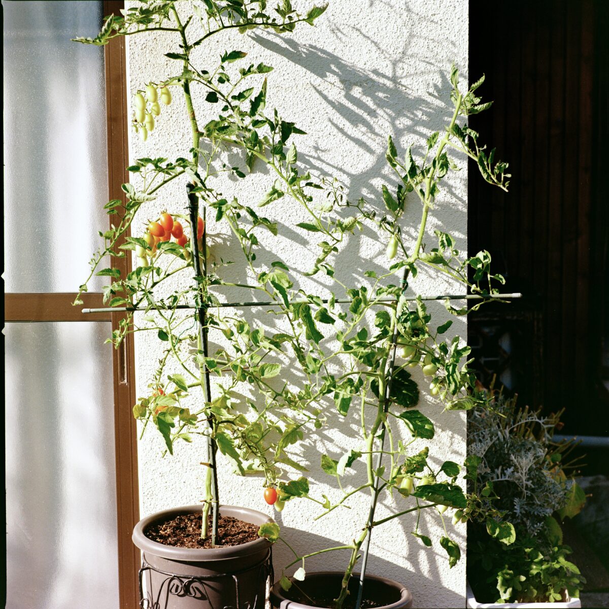 HASSELBLAD 503CXi × Lomography Color Negative 100